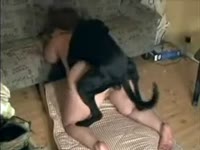 Dog anal sex on the hotel bed